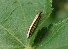 Erechthias stilbella