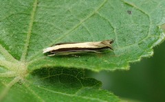 Erechthias stilbella