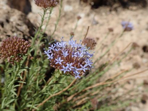 Feeria angustifolia image