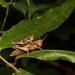 Serpusiacris alticola - Photo (c) John Sullivan, alguns direitos reservados (CC BY-NC), uploaded by John Sullivan