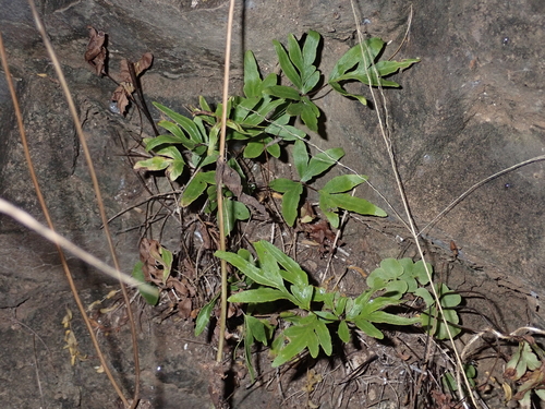 Doryopteris takeuchii observed 2023-05-18