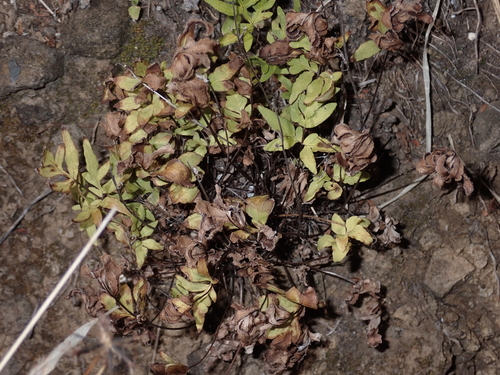Doryopteris takeuchii observed 2023-05-18