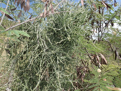 Cynanchum gerrardii
