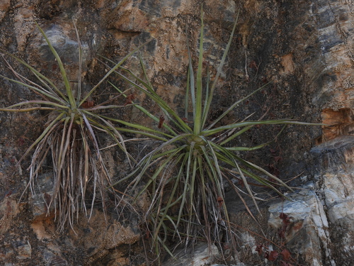 Image of Agave angustifolia by no rights reserved