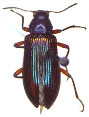 Strongylium cupreocinctum