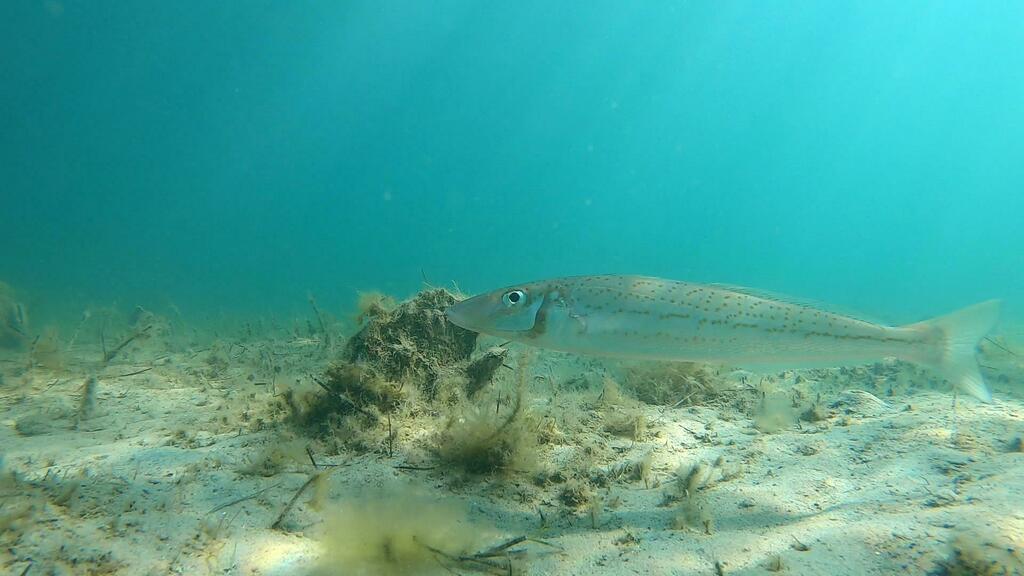 king-george-whiting-from-port-adel-enfield-coast-au-sa-au-on