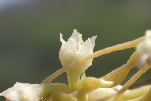 Cuscuta sandwichiana observed 2023-05-18