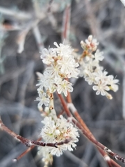 Eriogonum wrightii nodosum