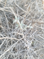 Eriogonum wrightii nodosum