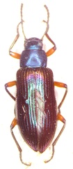 Strongylium cupreocinctum