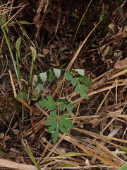 Peucedanum formosanum