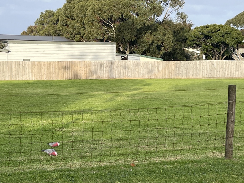Eastern Galah from Cook St, Flinders, VIC, AU on May 21, 2023 at 0406