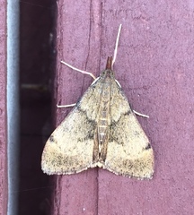 Uresiphita maorialis