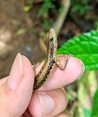 Java Black-Spotted Forest Skink photo 5