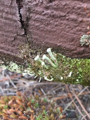 Cladonia asahinae