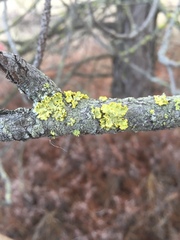 Vulpicida canadensis