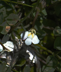 Mazus novaezeelandiae impolitus