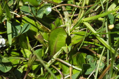 Mazus novaezeelandiae impolitus