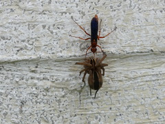 Tachypompilus ferrugineus