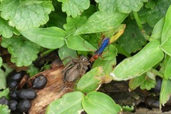 Tachypompilus ferrugineus