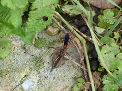 Tachypompilus ferrugineus