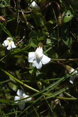 Mazus novaezeelandiae impolitus