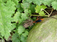 Tachypompilus ferrugineus