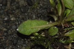 Mazus novaezeelandiae impolitus