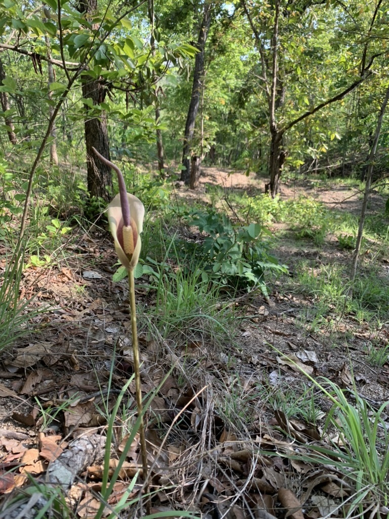 Amorphophallus macrorhizus