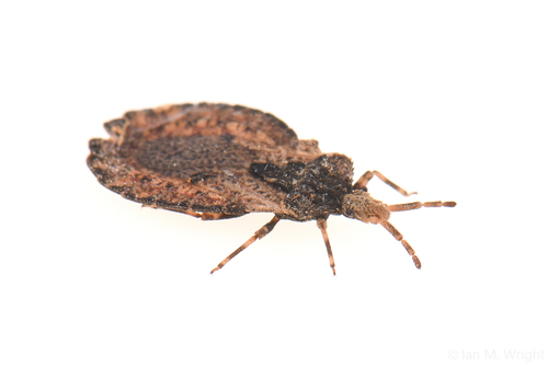 iNaturalist observation photo of Flat Bugs