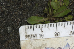 Mazus novaezeelandiae impolitus