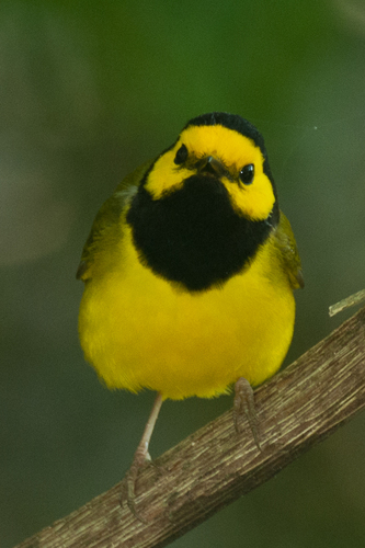Hooded Warbler