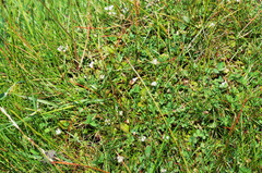 Mazus novaezeelandiae impolitus