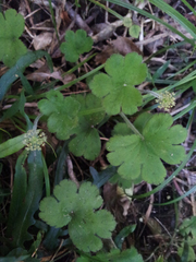 Hydrocotyle elongata