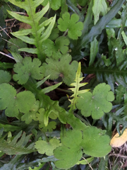 Hydrocotyle elongata