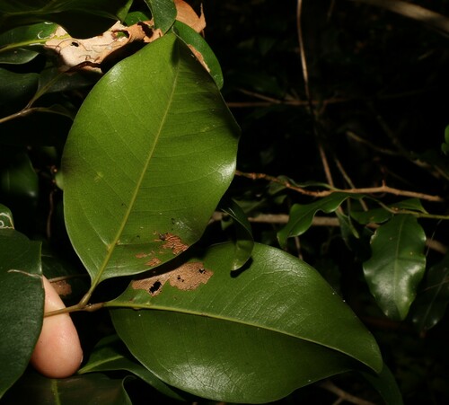 Image of Mischocarpus anodontus by (c) Greg Tasney, some rights reserved (CC BY-SA)