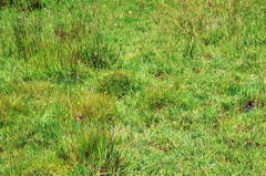 Mazus novaezeelandiae impolitus