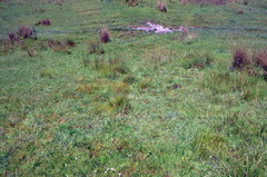 Mazus novaezeelandiae impolitus
