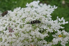 Hoshihananomia octopunctata