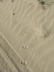 Dipodomys deserti
