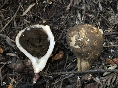 Geastrum (Photo 2 of 3)