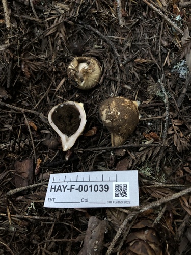 Geastrum (Photo 3 of 3)