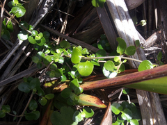 Coprosma neglecta