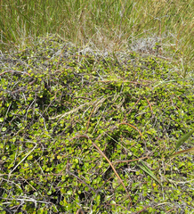 Coprosma neglecta