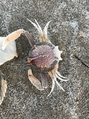 Persephona aquilonaris