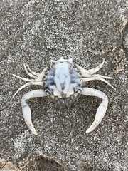 Persephona aquilonaris