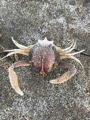 Persephona aquilonaris