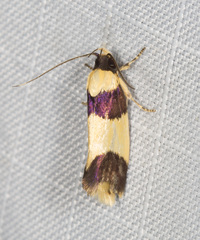 Telecrates laetiorella