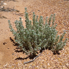 Camphorosmeae