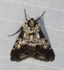 Orthaga rubridiscalis